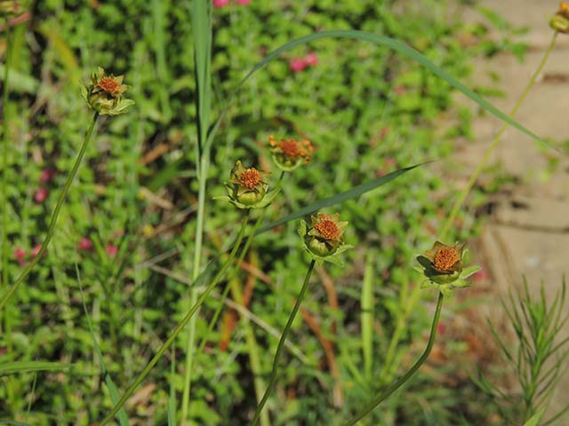 Coreopsis grandiflora (Largeflower tickseed) #61017
