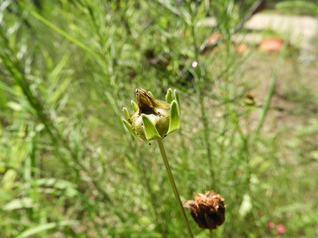 Coreopsis grandiflora (Largeflower tickseed) #61018