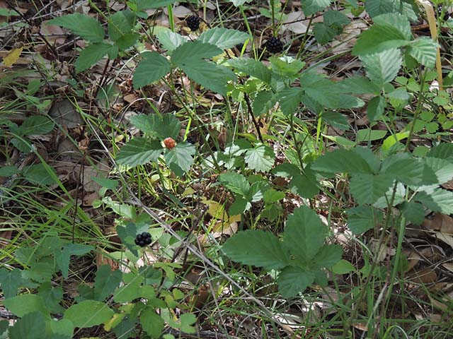 Rubus trivialis (Southern dewberry) #61030