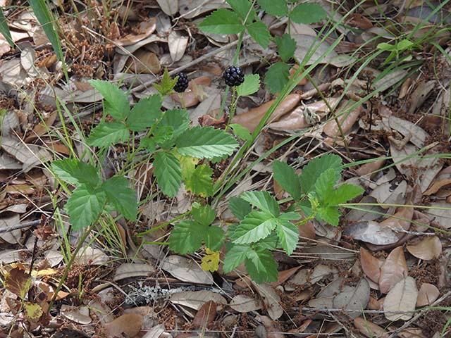 Rubus trivialis (Southern dewberry) #61031