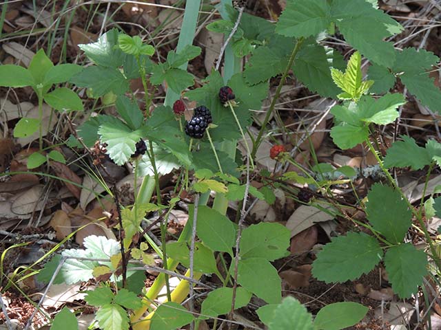 Rubus trivialis (Southern dewberry) #61033