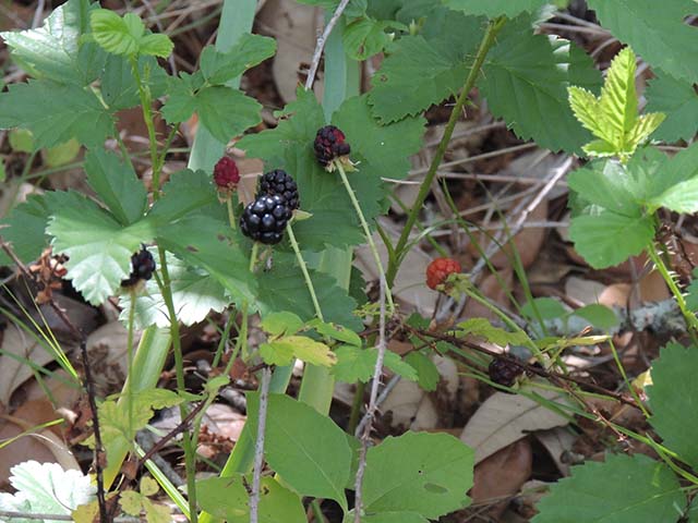 Rubus trivialis (Southern dewberry) #61034