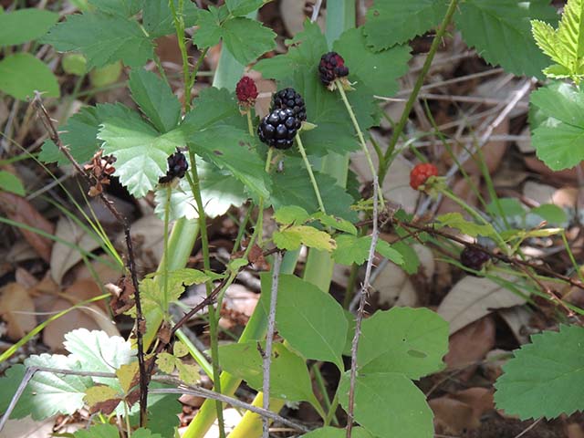 Rubus trivialis (Southern dewberry) #61035