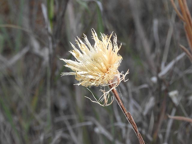 Centaurea americana (American basket-flower) #64946