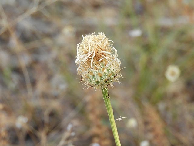 Centaurea americana (American basket-flower) #64948