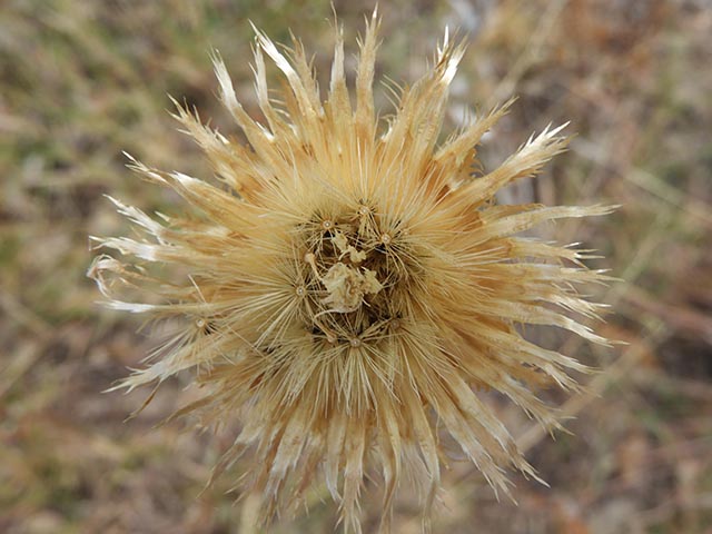 Centaurea americana (American basket-flower) #64957