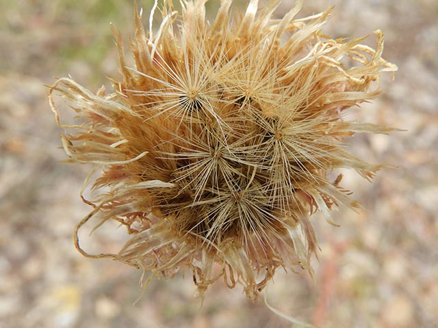 Centaurea americana (American basket-flower) #64960