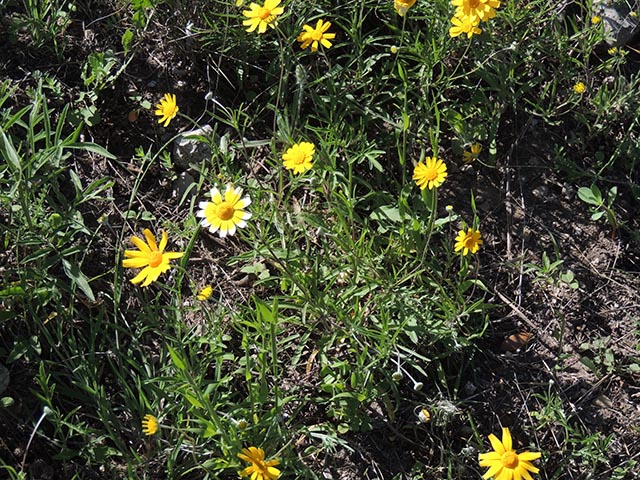 Tetraneuris linearifolia (Fineleaf fournerved daisy) #64963