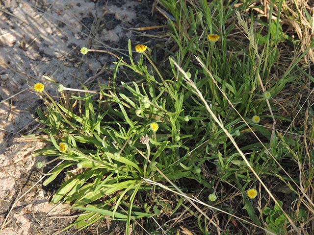 Tetraneuris linearifolia (Fineleaf fournerved daisy) #64967