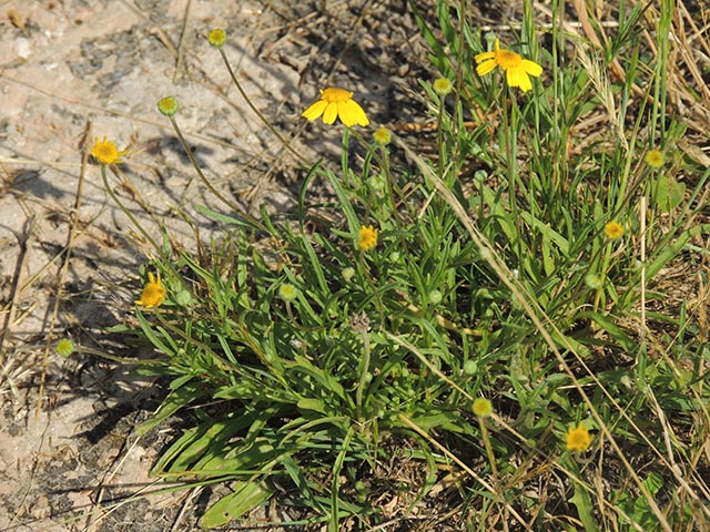 Tetraneuris linearifolia (Fineleaf fournerved daisy) #64968