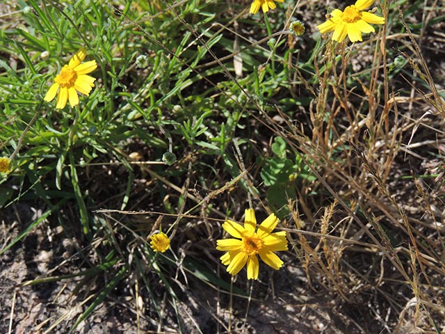 Tetraneuris linearifolia (Fineleaf fournerved daisy) #64970