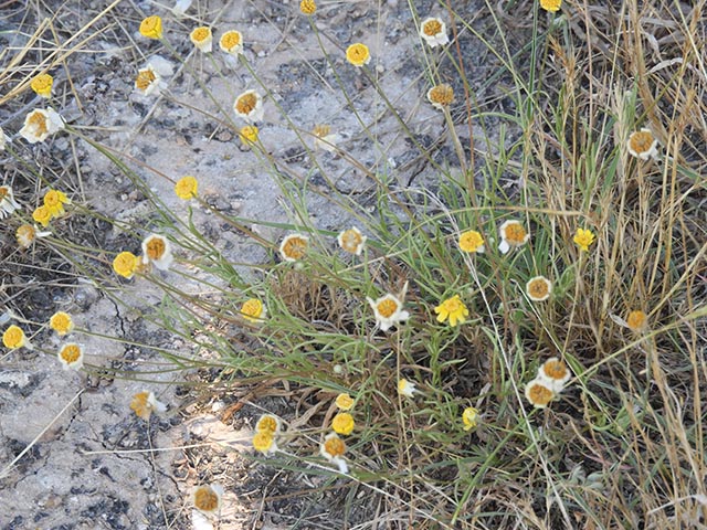 Tetraneuris linearifolia (Fineleaf fournerved daisy) #64975