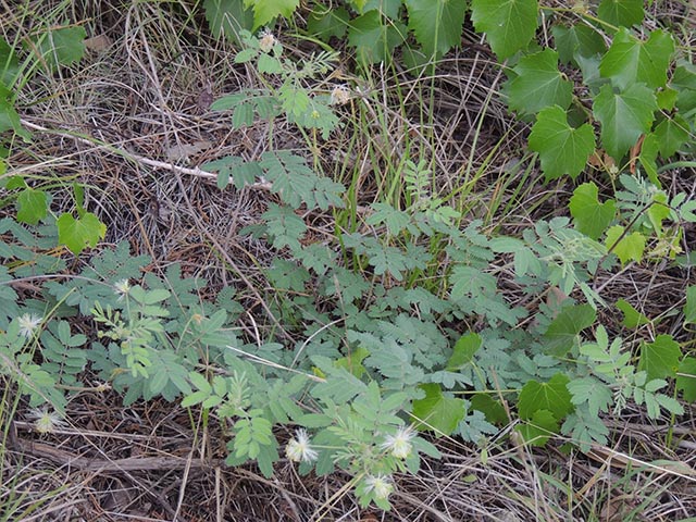 Desmanthus velutinus (Velvet bundleflower) #64980