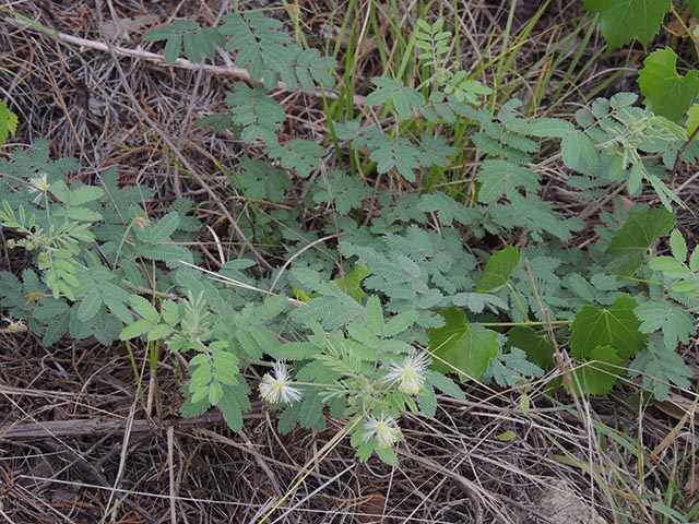 Desmanthus velutinus (Velvet bundleflower) #64981