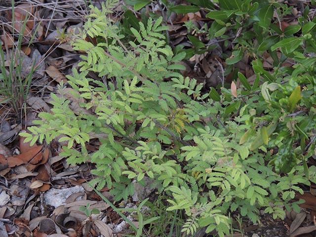 Desmanthus velutinus (Velvet bundleflower) #64984
