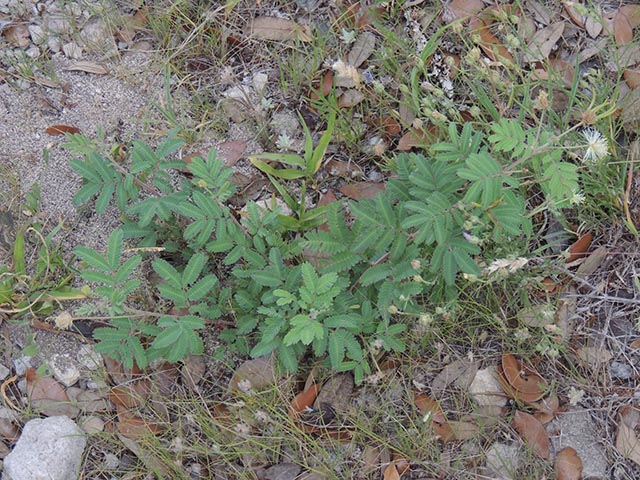 Desmanthus velutinus (Velvet bundleflower) #64986