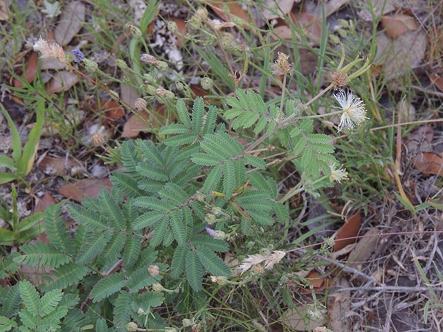 Desmanthus velutinus (Velvet bundleflower) #64987