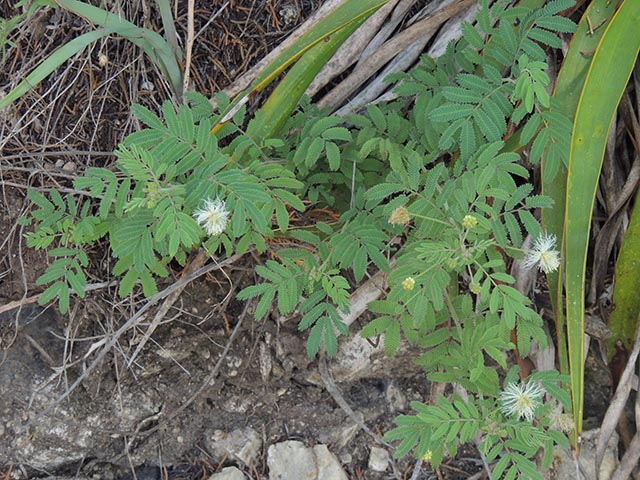 Desmanthus velutinus (Velvet bundleflower) #64988