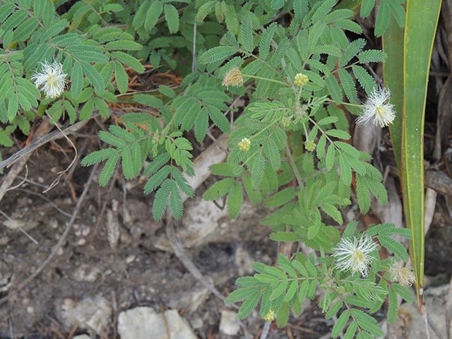 Desmanthus velutinus (Velvet bundleflower) #64989