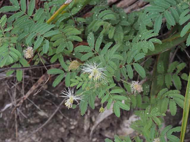 Desmanthus velutinus (Velvet bundleflower) #64991