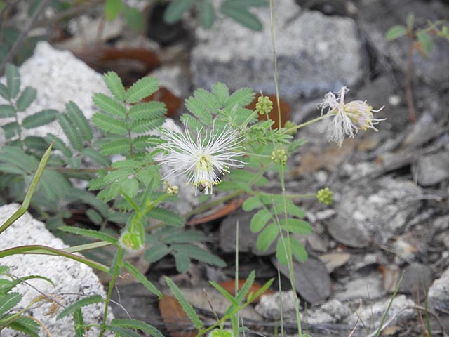 Desmanthus velutinus (Velvet bundleflower) #64992