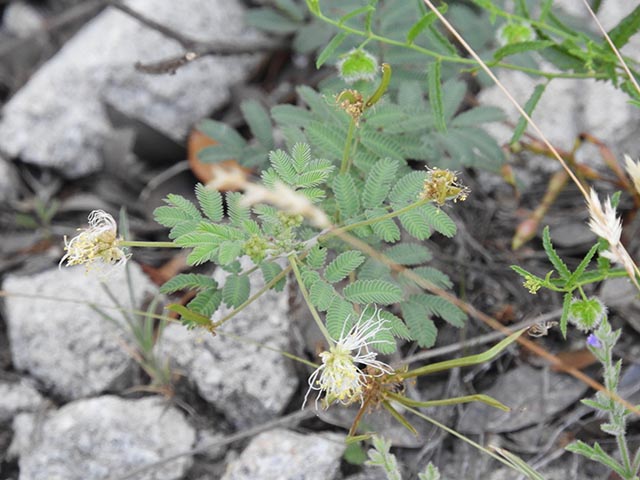 Desmanthus velutinus (Velvet bundleflower) #64993