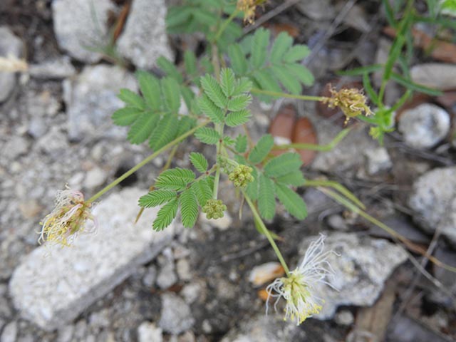 Desmanthus velutinus (Velvet bundleflower) #64994