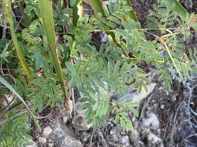 Desmanthus velutinus (Velvet bundleflower) #64995