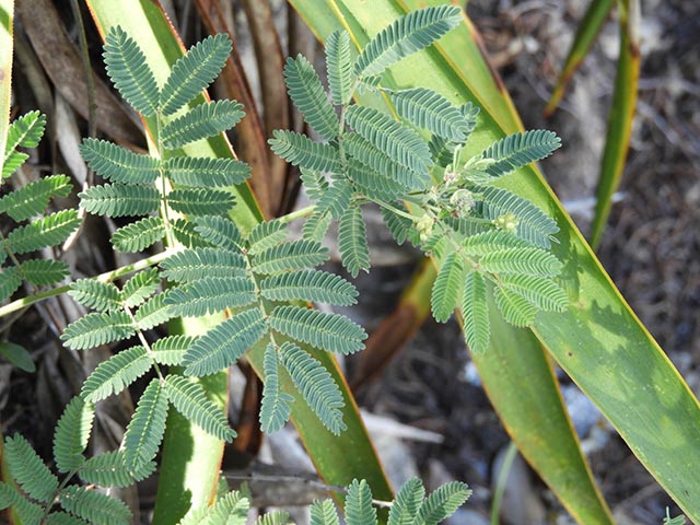 Desmanthus velutinus (Velvet bundleflower) #64997
