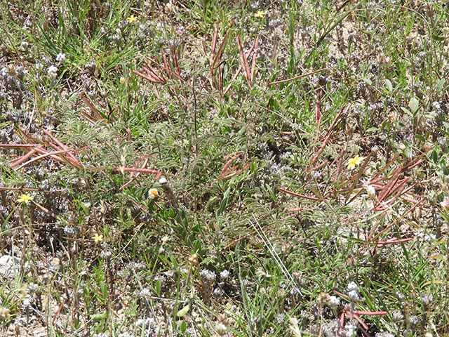 Desmanthus velutinus (Velvet bundleflower) #64998