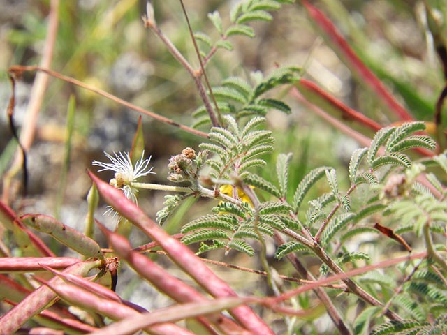 Desmanthus velutinus (Velvet bundleflower) #65002