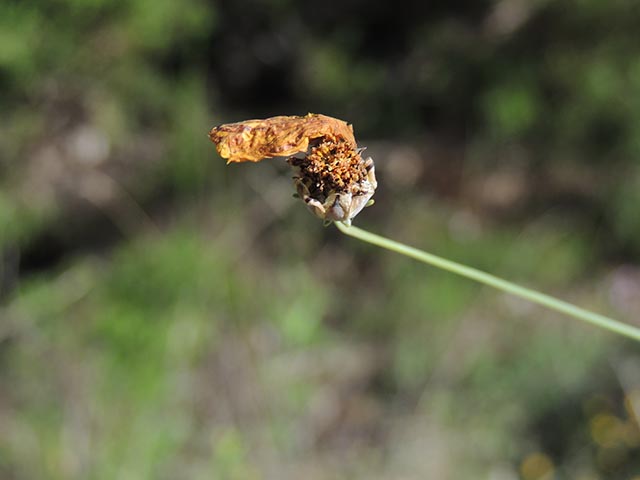 Thelesperma simplicifolium (Slender greenthread) #65125