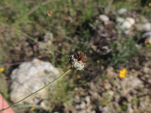 Thelesperma simplicifolium (Slender greenthread) #65126