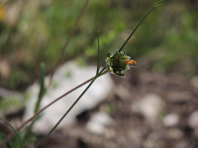 Wedelia acapulcensis var. hispida (Zexmenia) #65129
