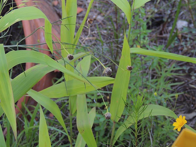 Thelesperma simplicifolium (Slender greenthread) #65132