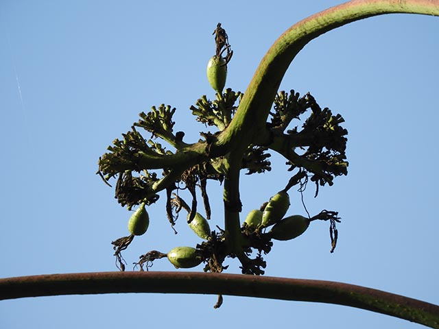 Agave americana (American century plant) #65190