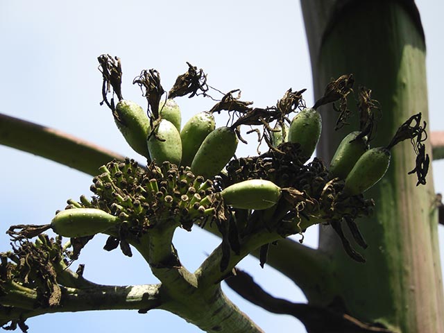Agave americana (American century plant) #65193