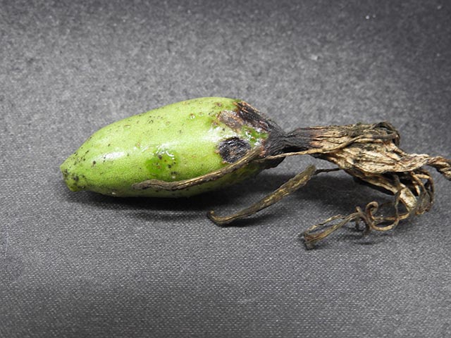 Agave americana (American century plant) #65197