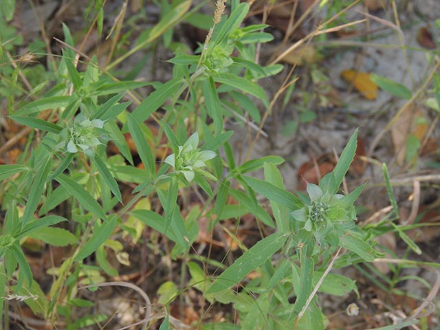 Monarda citriodora ssp. citriodora (Lemon beebalm) #65384