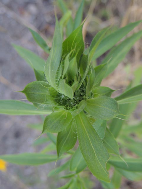 Monarda citriodora ssp. citriodora (Lemon beebalm) #65409