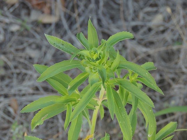 Monarda citriodora ssp. citriodora (Lemon beebalm) #65445