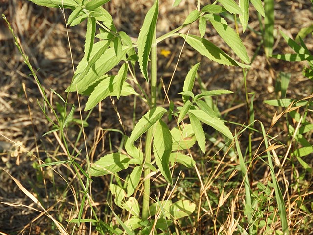 Monarda citriodora ssp. citriodora (Lemon beebalm) #65490