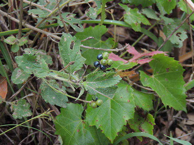 Lantana urticoides (Texas lantana) #65759