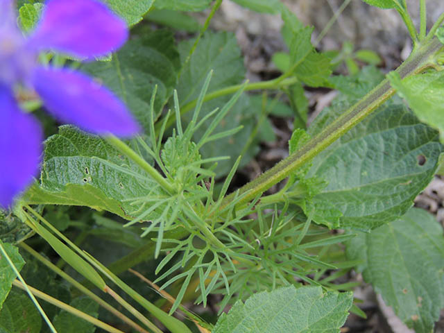 Delphinium carolinianum ssp. virescens (Carolina larkspur) #65763