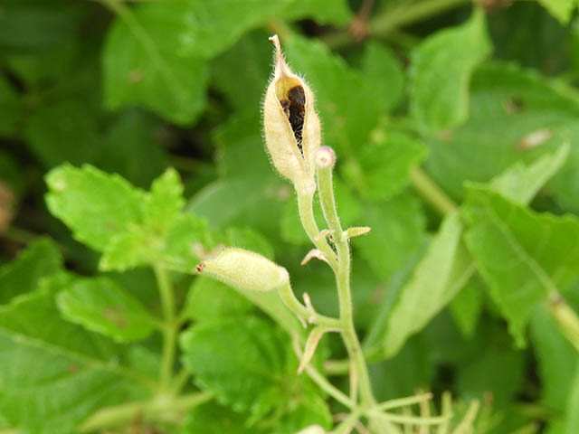 Delphinium carolinianum ssp. virescens (Carolina larkspur) #65767