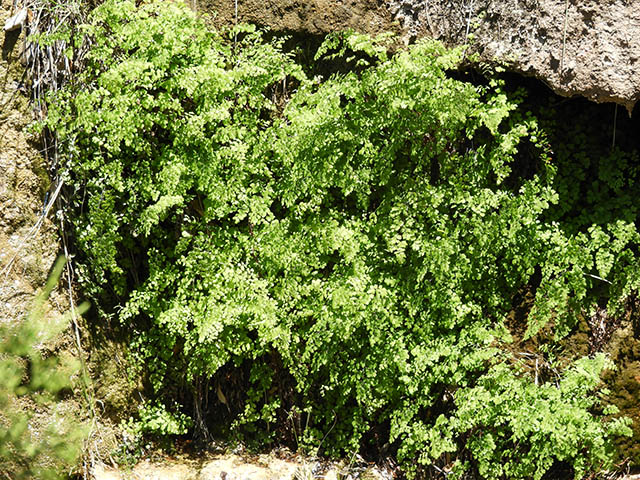 Adiantum capillus-veneris (Southern maidenhair fern) #65788