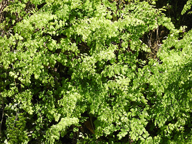 Adiantum capillus-veneris (Southern maidenhair fern) #65789