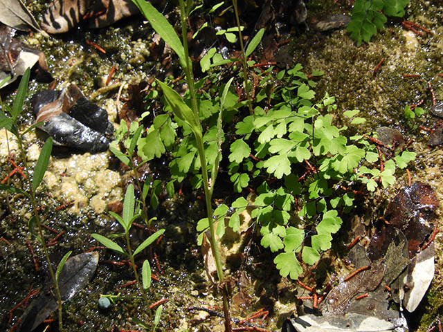 Adiantum capillus-veneris (Southern maidenhair fern) #65790