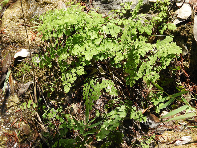 Adiantum capillus-veneris (Southern maidenhair fern) #65792