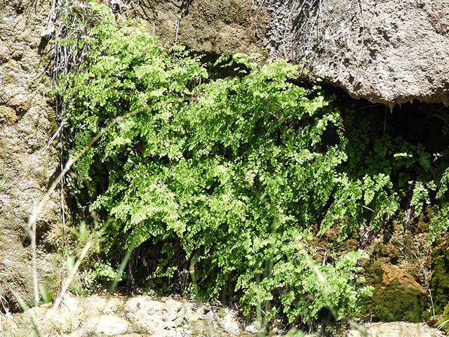 Adiantum capillus-veneris (Southern maidenhair fern) #65795
